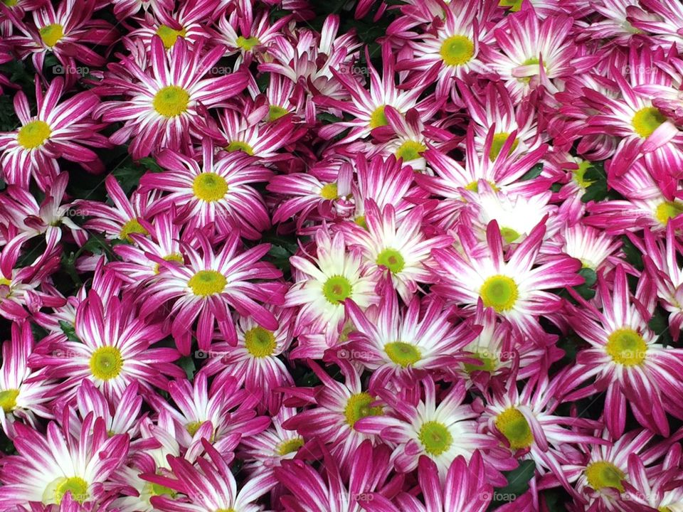 Pink and white daisy flower