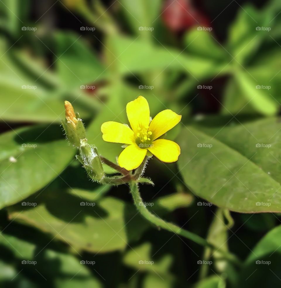 Yellow flower and bud blooming in the garden