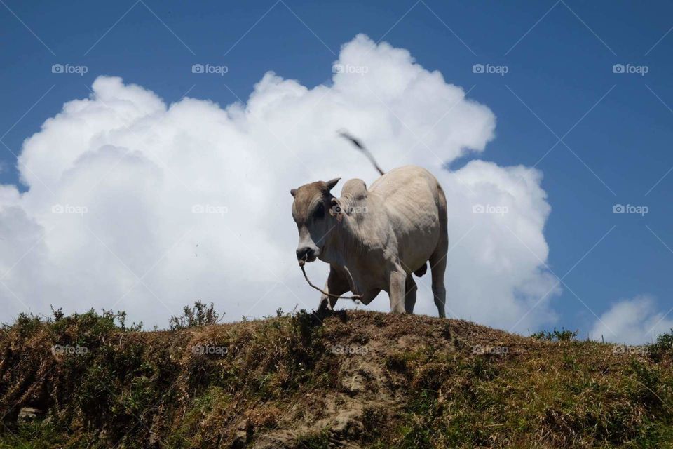 Cow in Philippines 🇵🇭