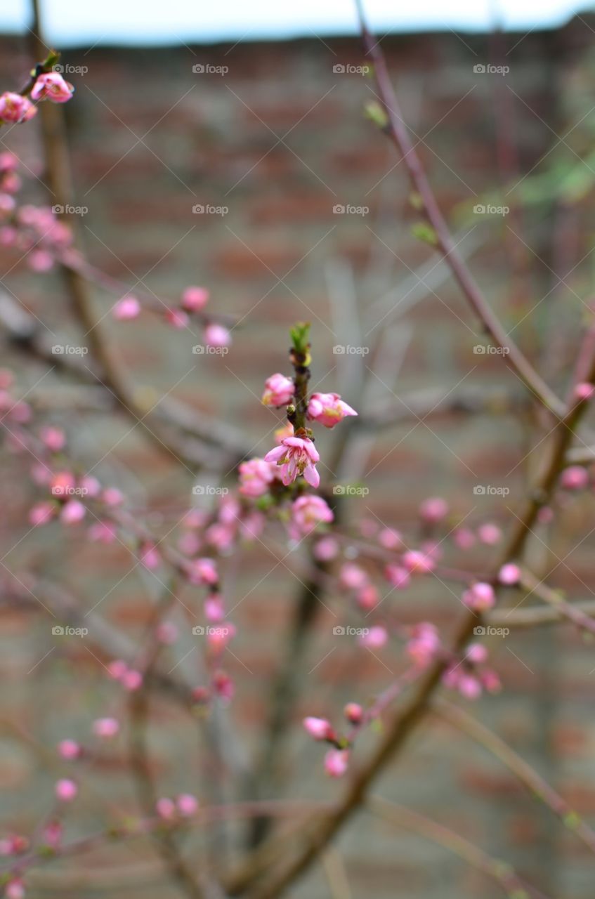 blossoms