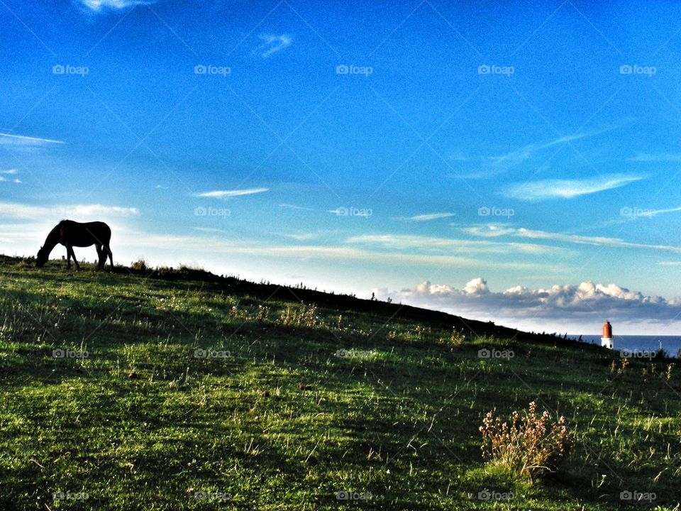 Close-up of horse grazing grass