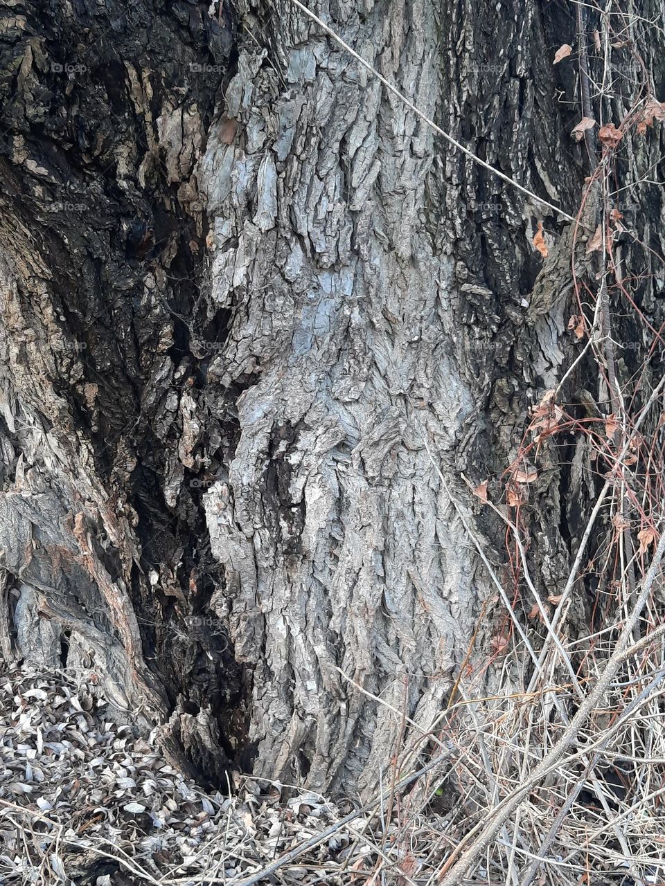 bark of old willow tree