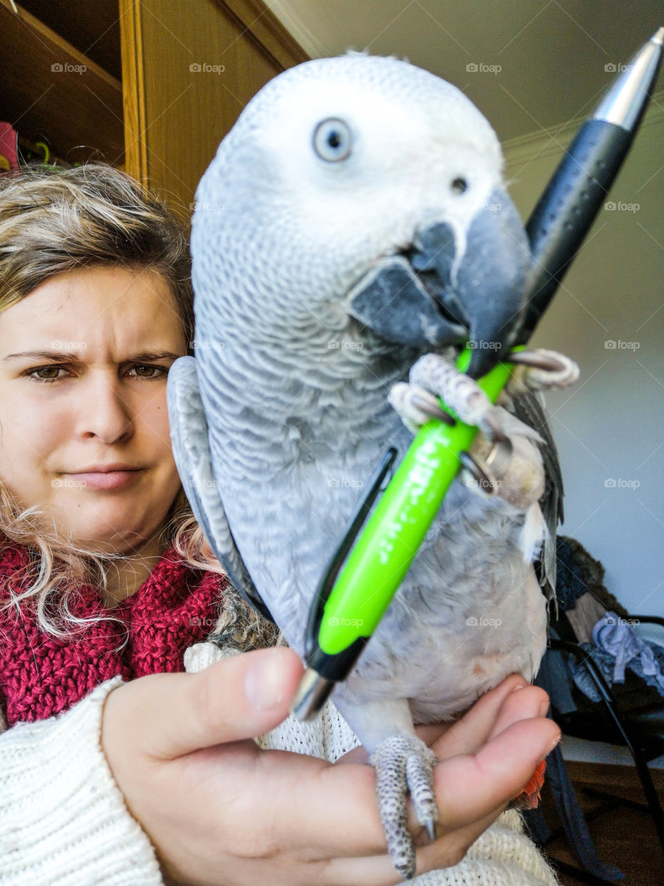 My female African parrot destroying my pen 😅