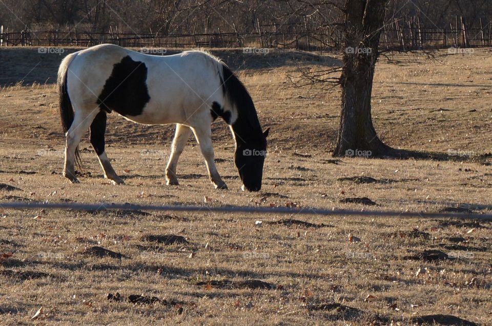 Painted horse