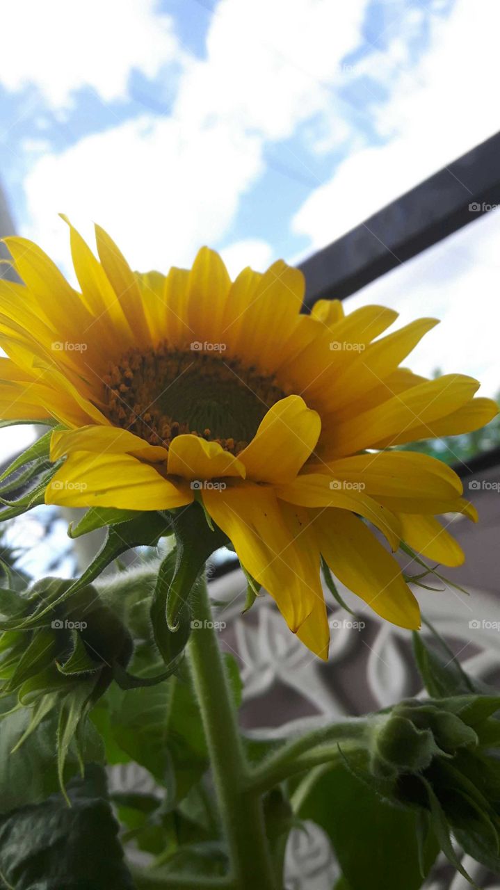 sunflower turn to the sun!