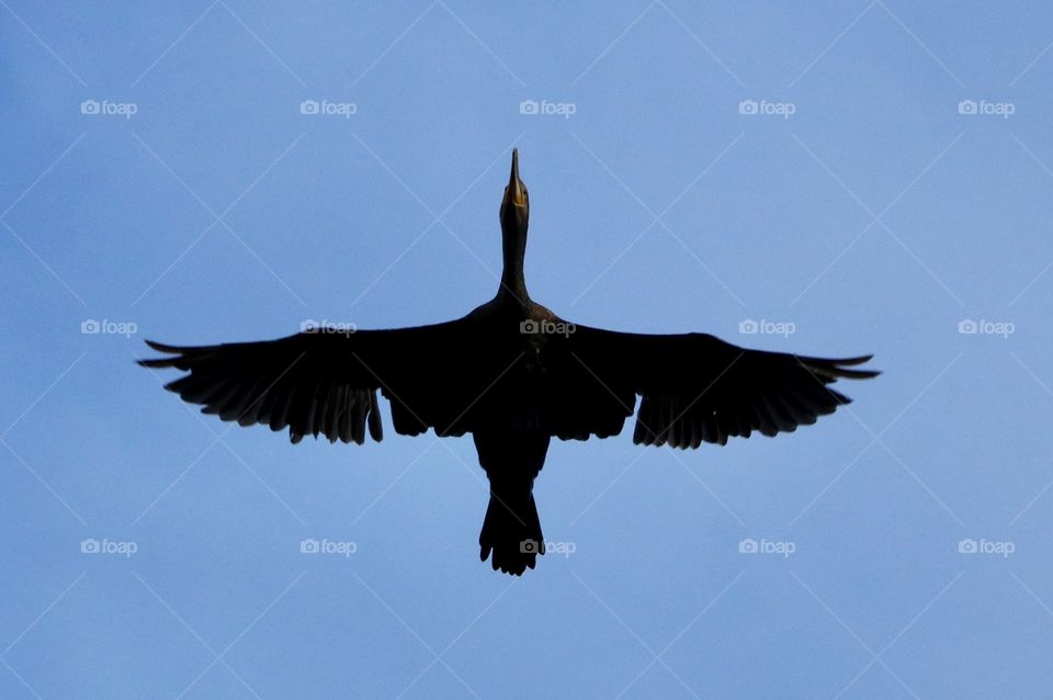 cormorant in flight