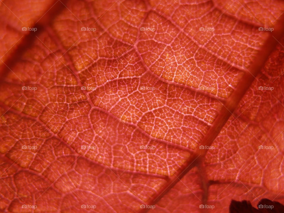 A Red Leaf Close Up