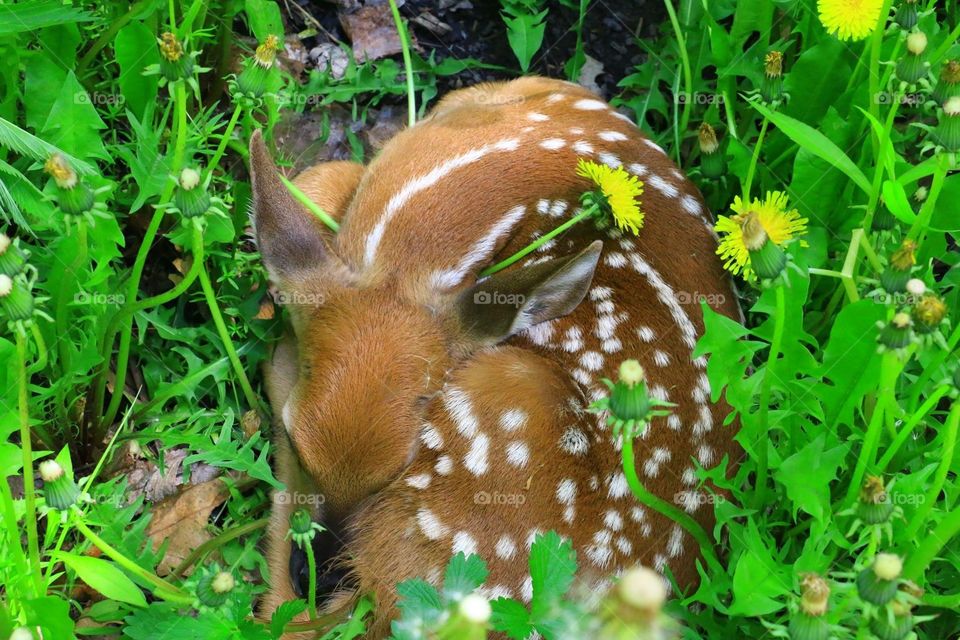 Baby fawn sleeping in the grass at our campground 