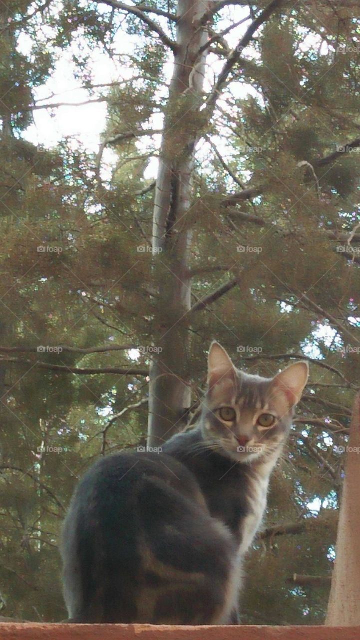 Beautiful cat looking at my camera.