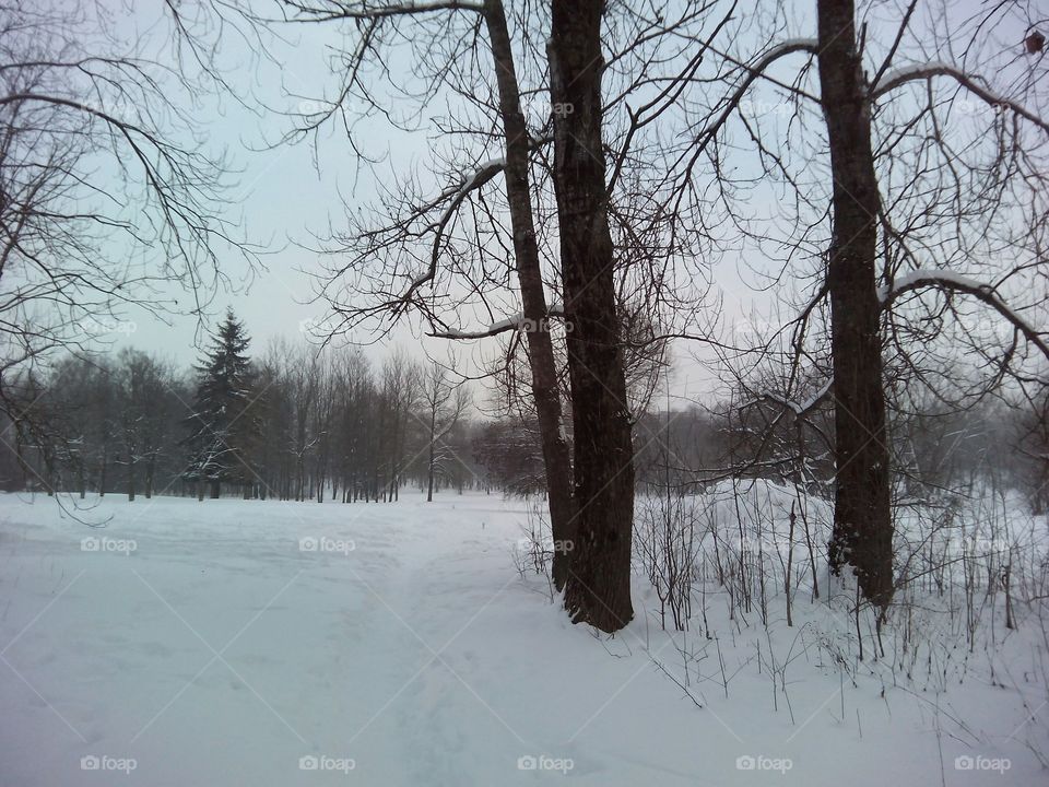 Winter, Snow, Landscape, Tree, Weather