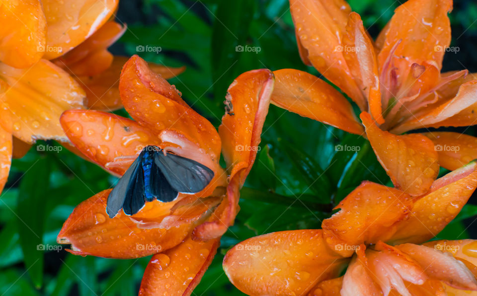 Blue moth butterfly on orange lily