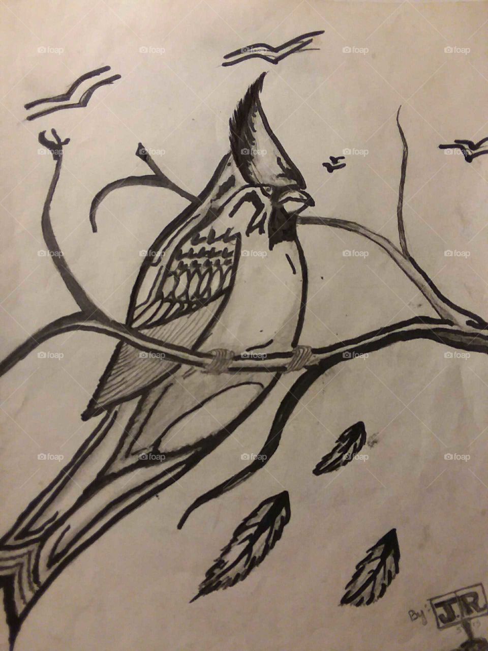 My Pencil Drawings; Cardinal Bird