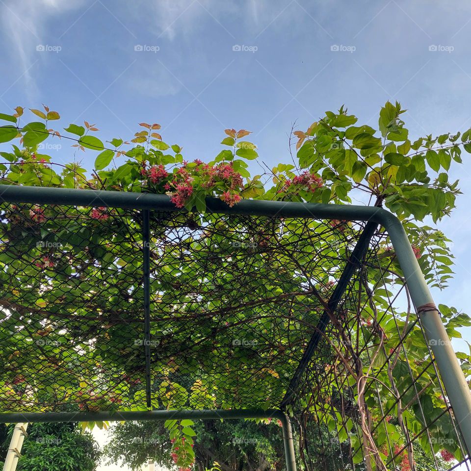 vines on wire in garden