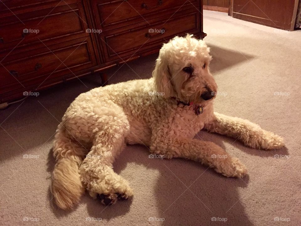 Lovely Lillie- Golden doodle 