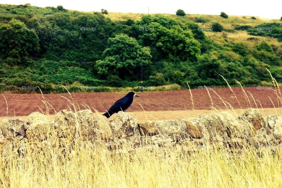 scotland crow ayr by l.mcquater
