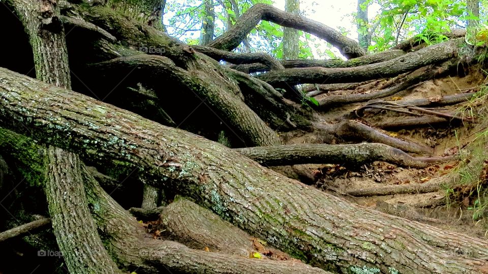 Old tree root "steps"