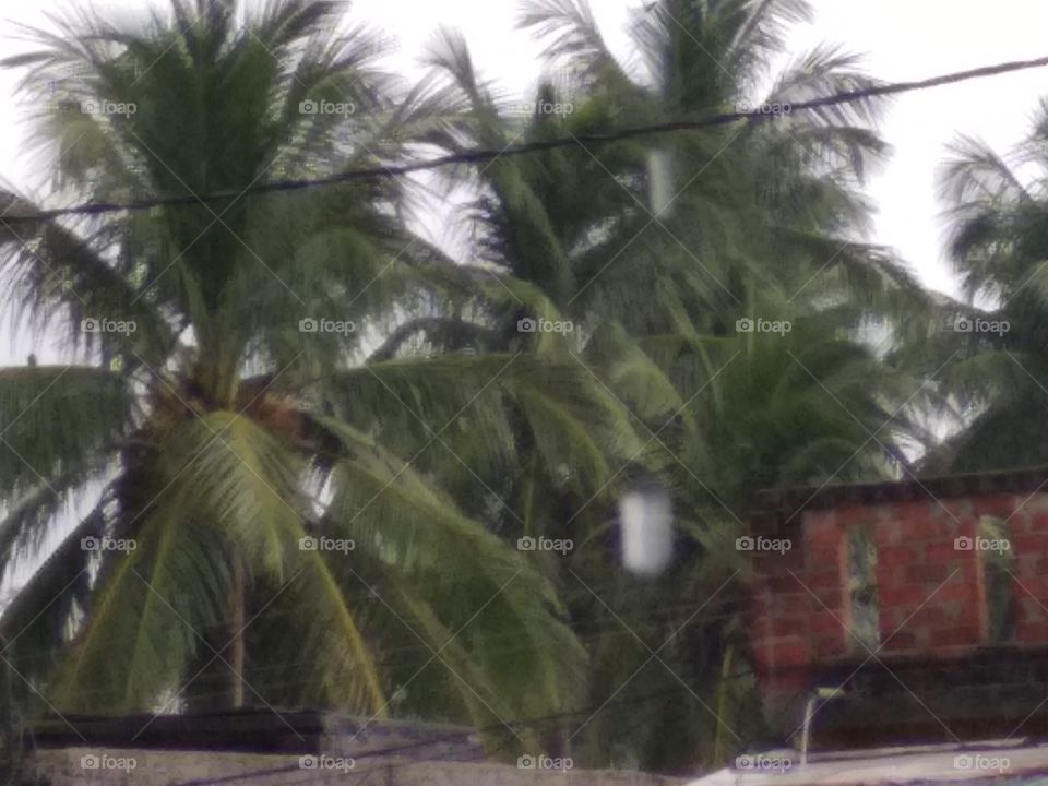 coconut trees