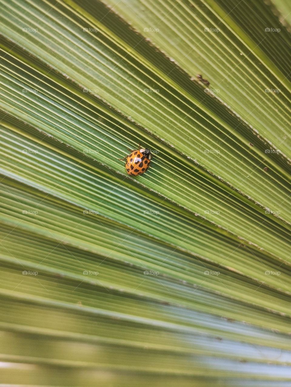 ladybug and 🌿🐞