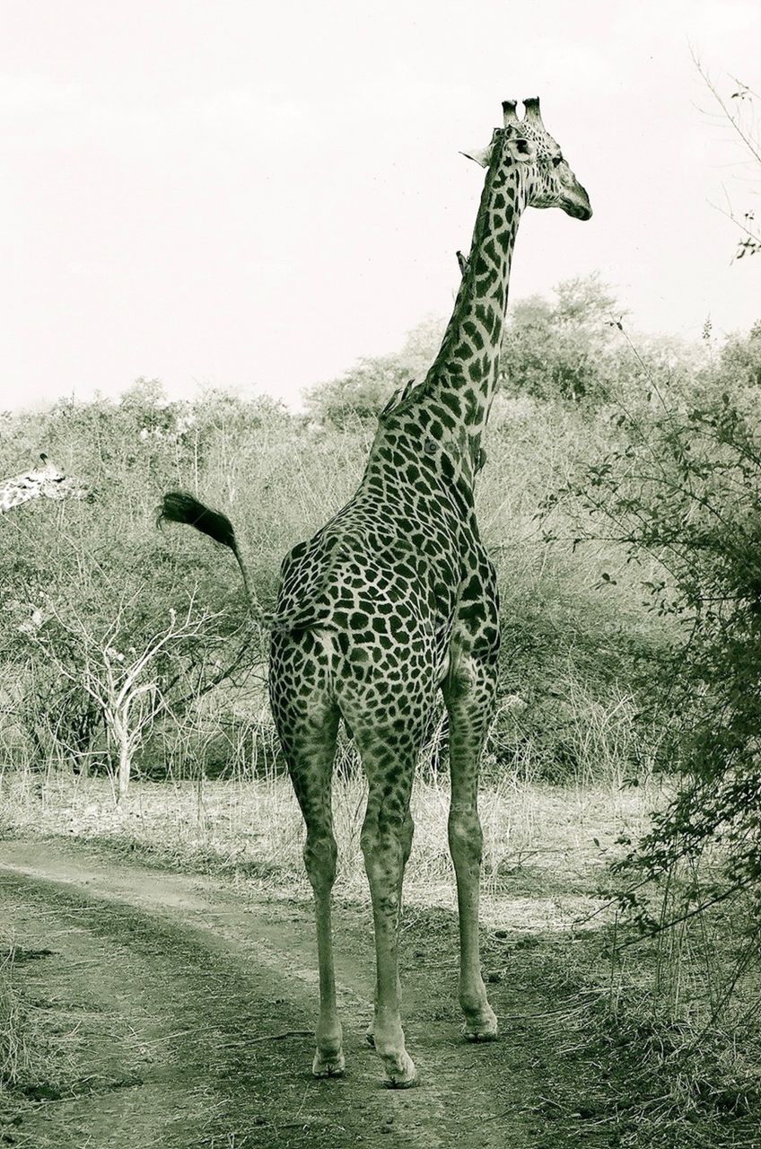 Photo safari, Zambia