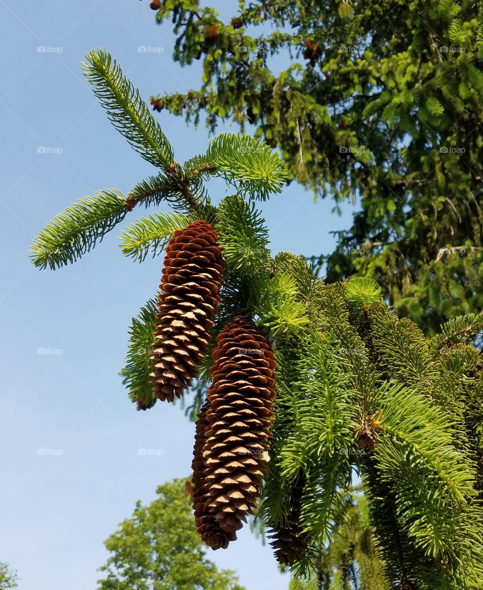 pine cone