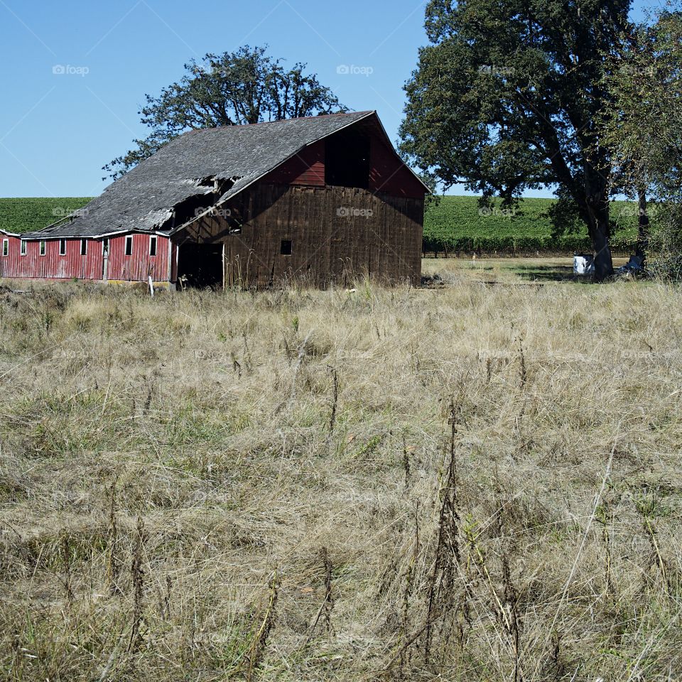 A broken down old red barn next to a field with shade trees in the rural farmland of Western Oregon sunny fall day. 