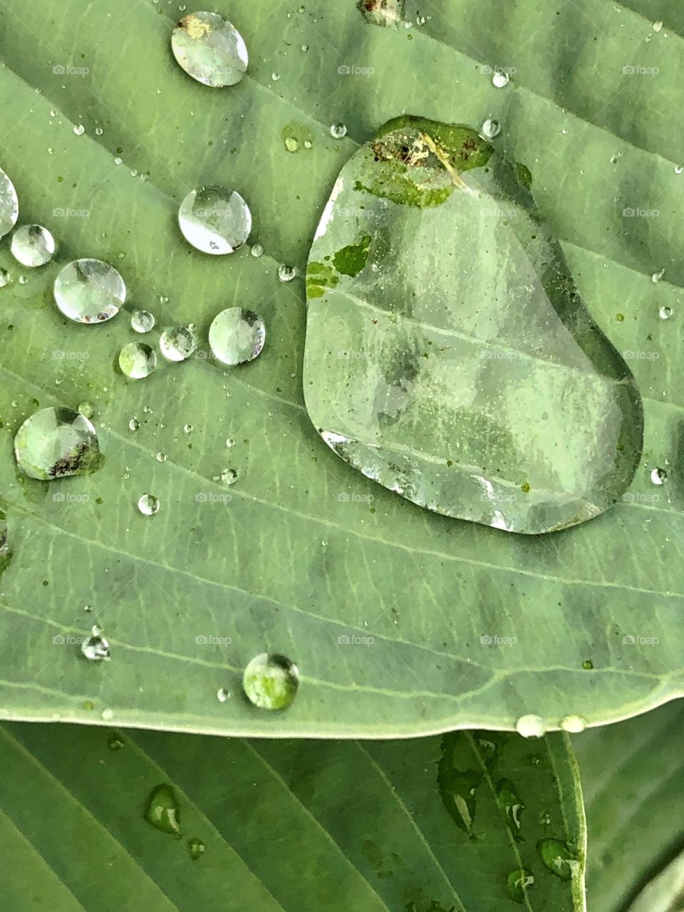 Green leaf with water droplets on surface, closeup, macro photography
