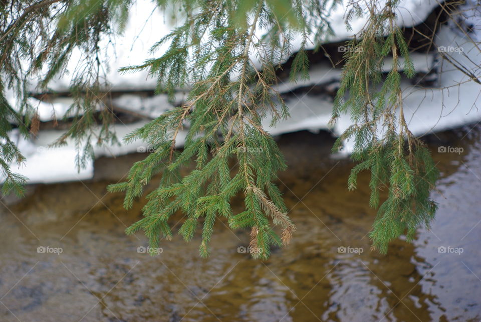 Spring. snow is melting.