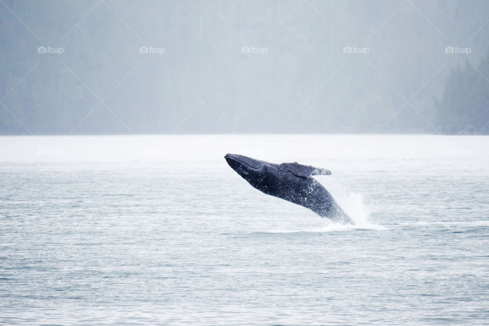 Breaching humpback whale