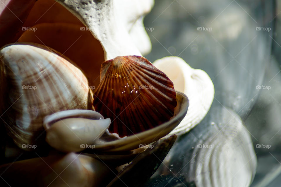 Seashells background with room for copy space tropical Caribbean and south Atlantic shells 