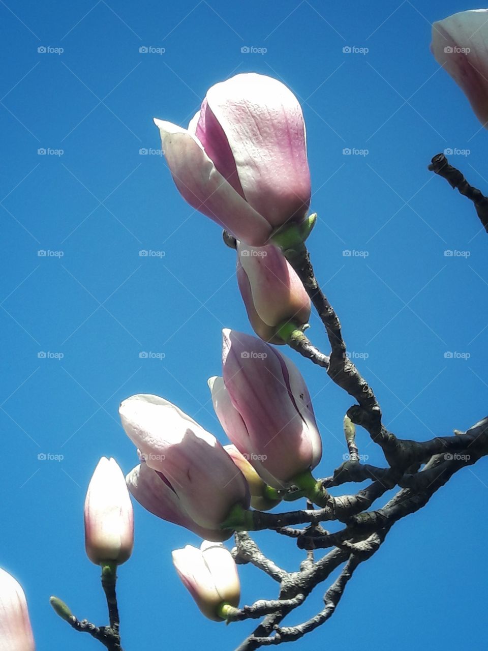 spring flower day outdoor