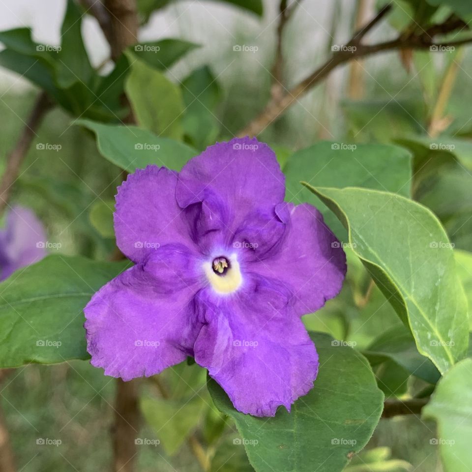 purple flower 