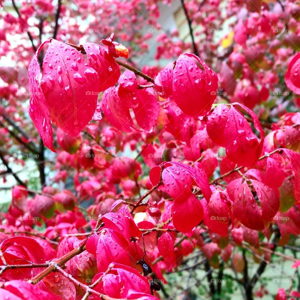 Autumn in the Rain