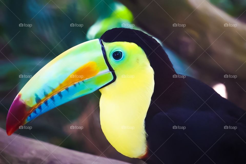 Panamanian Common Toucan