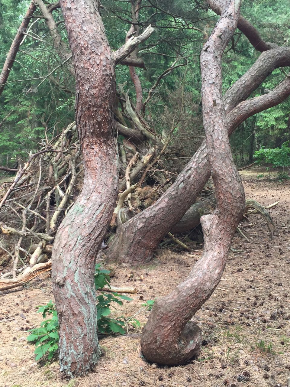 Trollskogen  i Vejbystrand