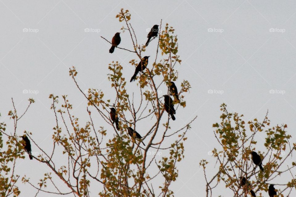 Birds in a tree