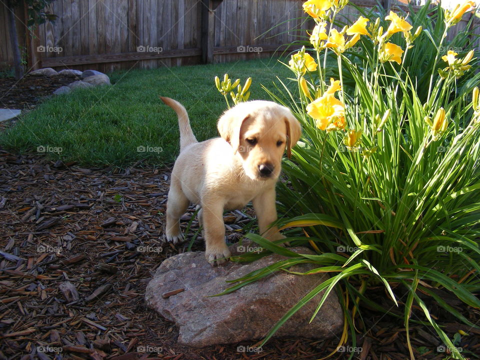 Puppy standing on a rock