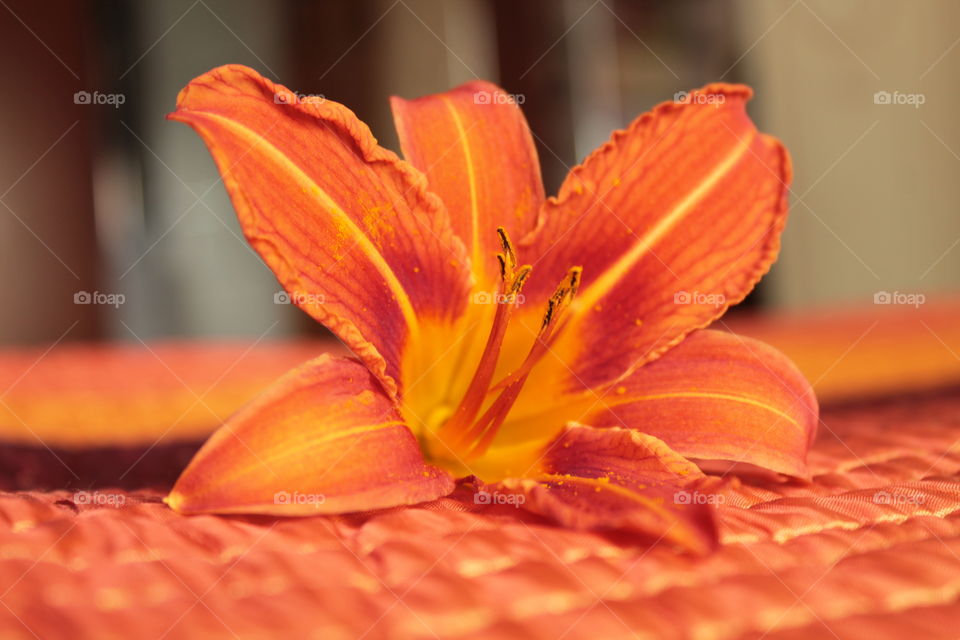 Flowers, summer, bright background, orange background, flower in detail, lily, orange, red flower, stamens, stems, vessels, vagina, sex, hot photo, juicy, orange color ok orange background, stripes, bright stripes, concrete, on concrete flowers, phot
