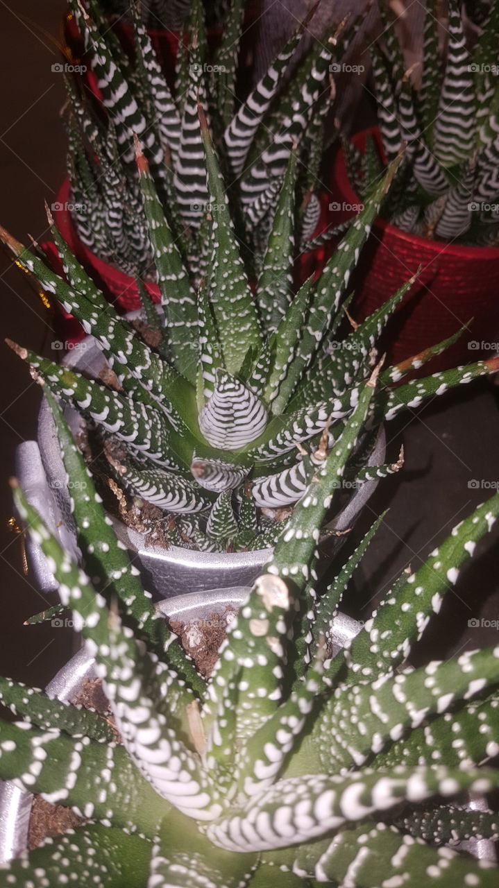 An I a cactus?