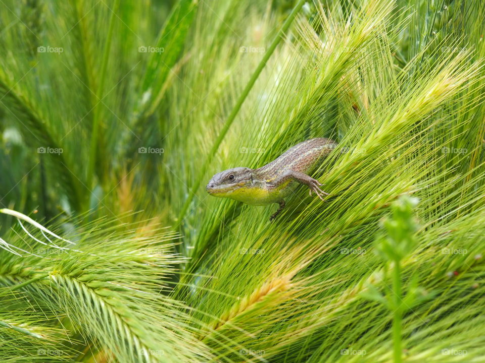 lizard in the field