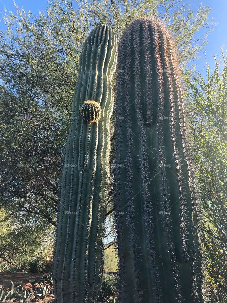 Cacti Arizona