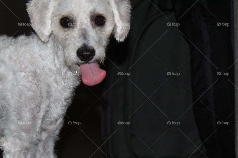 Dog with her tongue out 