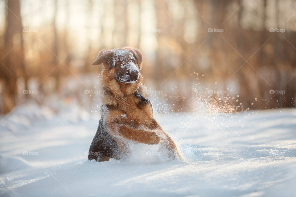 Red cute german shepherd 4-th months puppy portrait at snow at the winter