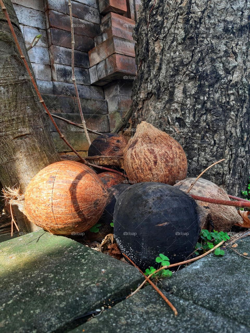 coconuts are useful even though they are getting older