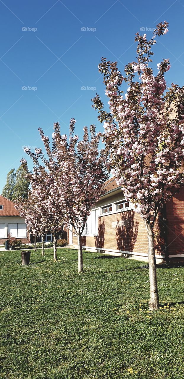 sakura trees in school garden