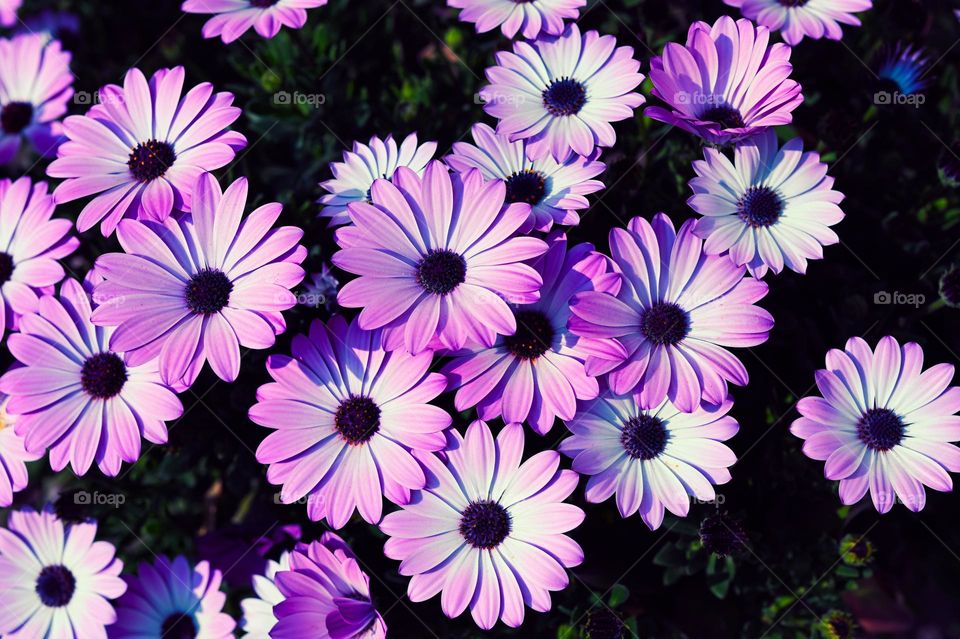 purple daisies from my garden in spring