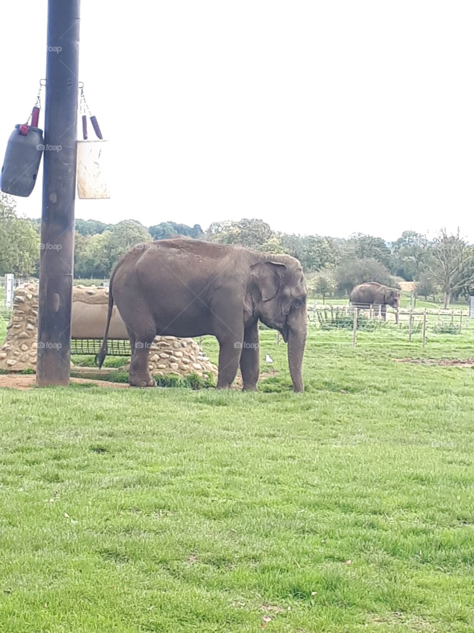 Asian Elephant