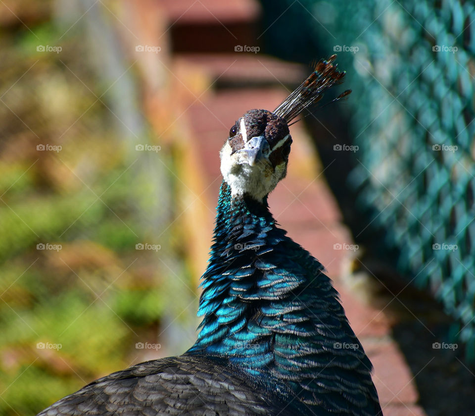 Funny Female Peacock Tilting Her Head