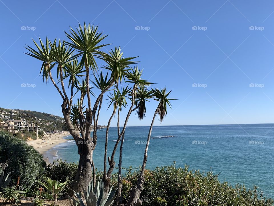 Palm tree in the forefront of the beach.