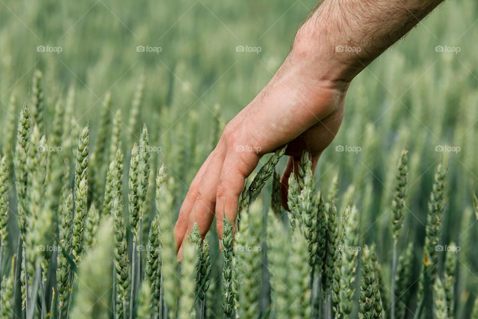 Close-up of hand touching wheat in field.
