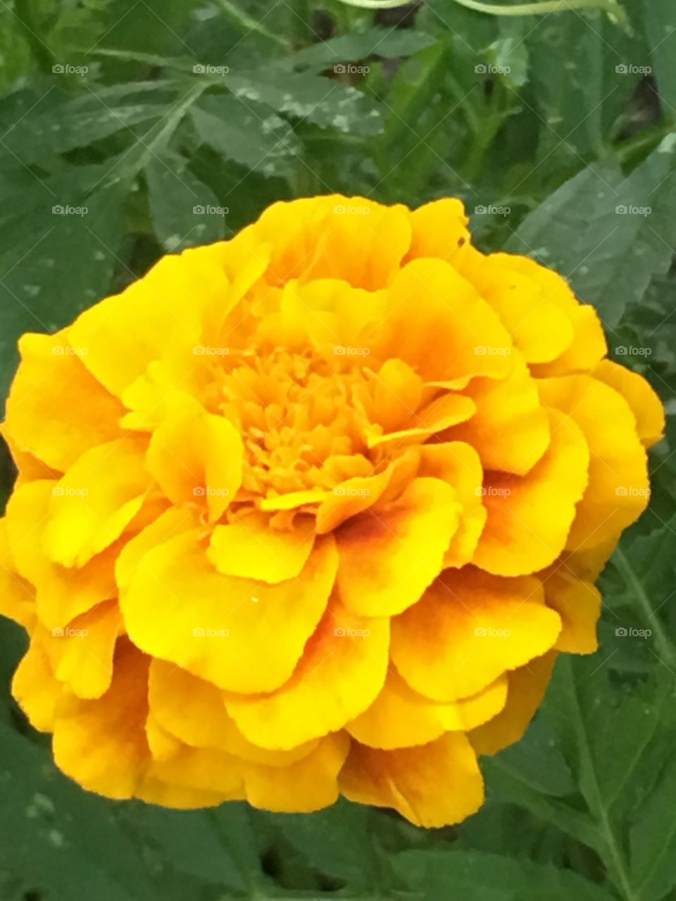 Wonderful Queen Sophia marigold in full bloom with her vivid color!